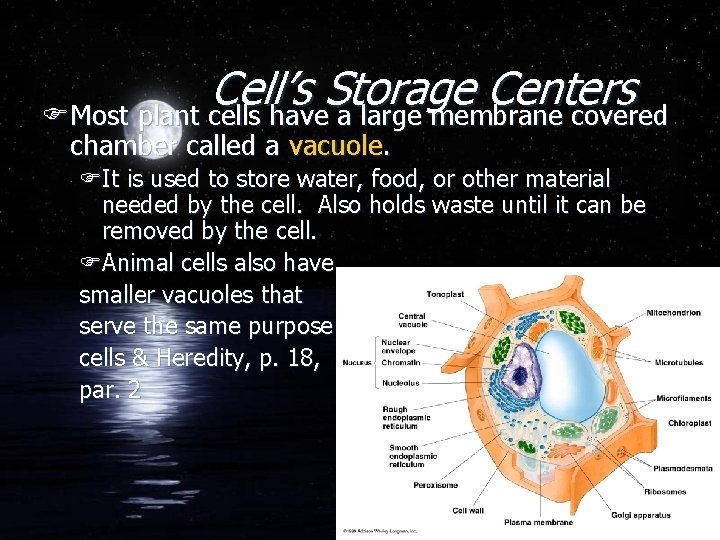 Cell’s Storage Centers FMost plant cells have a large membrane covered chamber called a