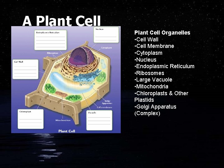 A Plant Cell Organelles • Cell Wall • Cell Membrane • Cytoplasm • Nucleus