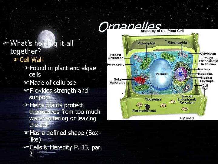 Organelles F What’s holding it all together? F Cell Wall FFound in plant and