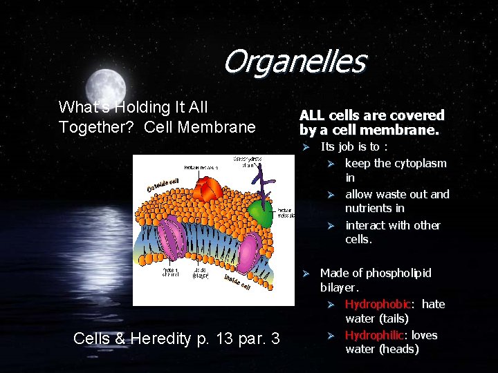 Organelles What’s Holding It All Together? Cell Membrane Cells & Heredity p. 13 par.