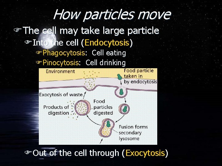 How particles move FThe cell may take large particle FInto the cell (Endocytosis) FPhagocytosis: