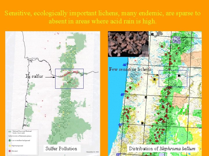 Sensitive, ecologically important lichens, many endemic, are sparse to absent in areas where acid