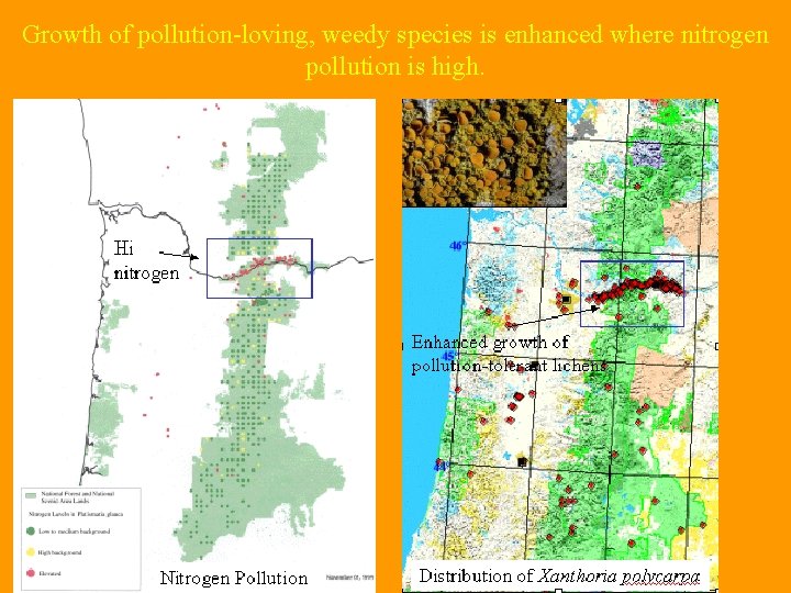 Growth of pollution-loving, weedy species is enhanced where nitrogen pollution is high. 