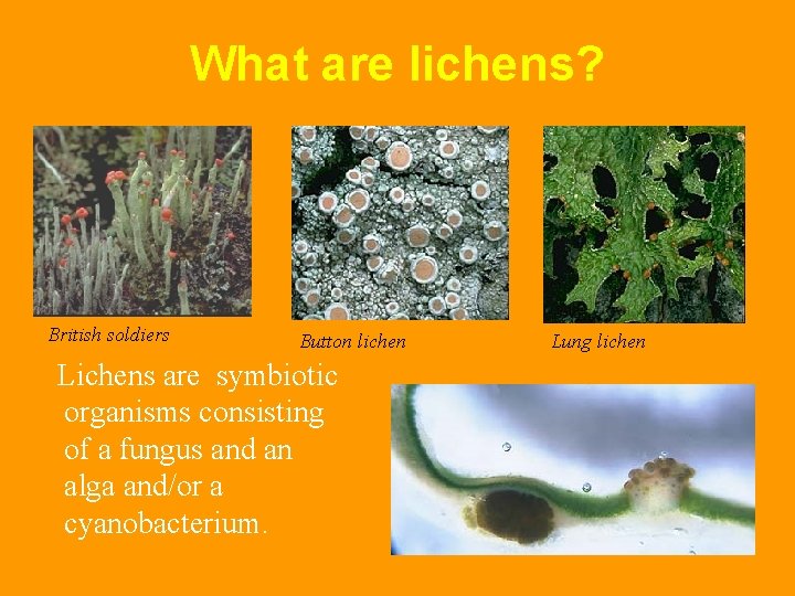 What are lichens? British soldiers Button lichen Lichens are symbiotic organisms consisting of a