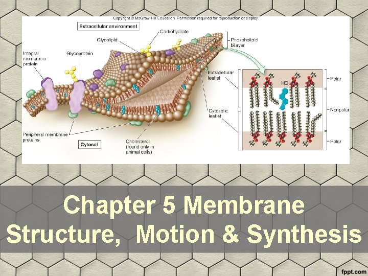 Chapter 5 Membrane Structure, Motion & Synthesis 