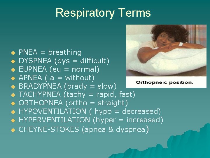 Respiratory Terms u u u u u PNEA = breathing DYSPNEA (dys = difficult)