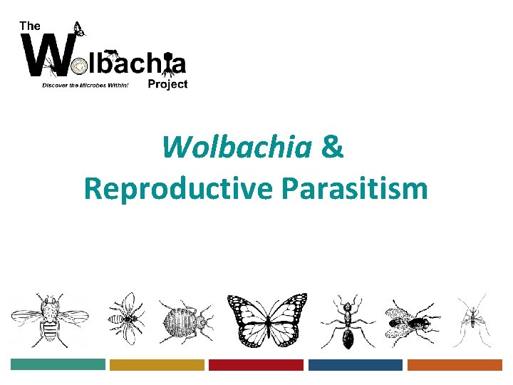 Wolbachia & Reproductive Parasitism 