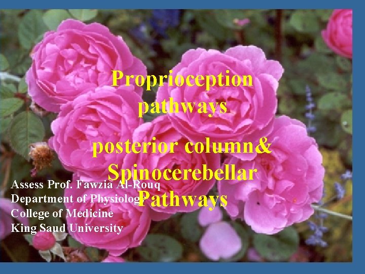 Proprioception The Autonomic Nervous pathways System posterior column& Spinocerebellar Assess Prof. Fawzia Al-Rouq Department