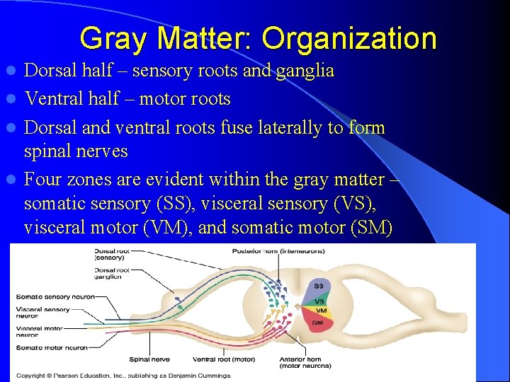 Gray Matter: Organization Dorsal half – sensory roots and ganglia l Ventral half –