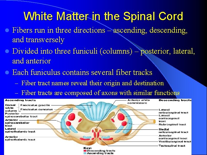 White Matter in the Spinal Cord Fibers run in three directions – ascending, descending,