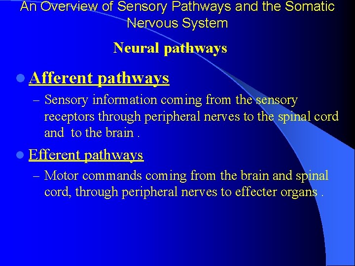 An Overview of Sensory Pathways and the Somatic Nervous System Neural pathways l Afferent