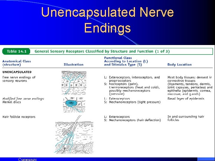 Unencapsulated Nerve Endings Copyright © 2005 Pearson Education, Inc. , publishing as Benjamin 