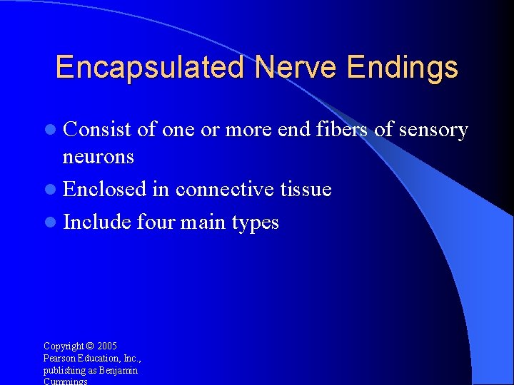 Encapsulated Nerve Endings l Consist of one or more end fibers of sensory neurons