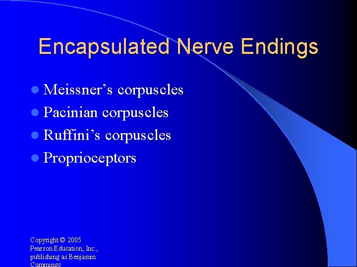 Encapsulated Nerve Endings l Meissner’s corpuscles l Pacinian corpuscles l Ruffini’s corpuscles l Proprioceptors