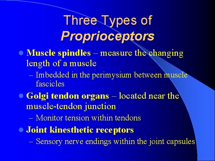 Three Types of Proprioceptors l Muscle spindles – measure the changing length of a