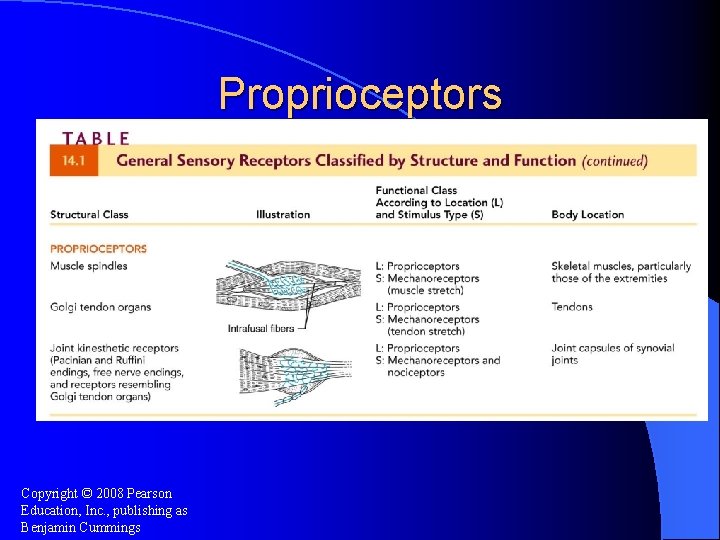Proprioceptors Copyright © 2008 Pearson Education, Inc. , publishing as Benjamin Cummings 