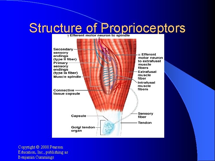 Structure of Proprioceptors Copyright © 2008 Pearson Education, Inc. , publishing as Benjamin Cummings