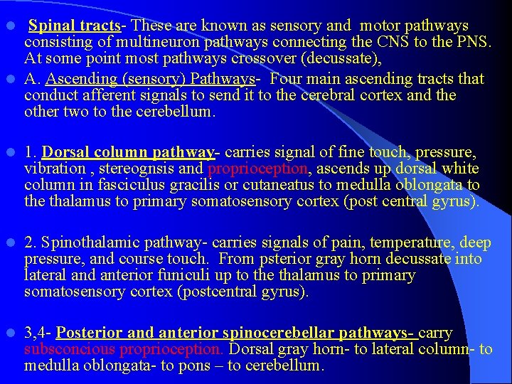 Spinal tracts- These are known as sensory and motor pathways consisting of multineuron pathways