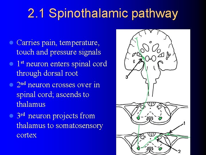 2. 1 Spinothalamic pathway Carries pain, temperature, touch and pressure signals l 1 st