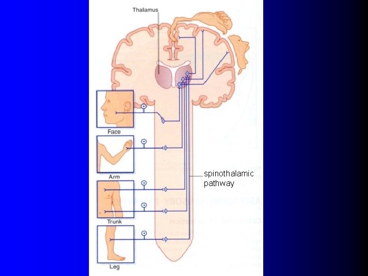 spinothalamic pathway 