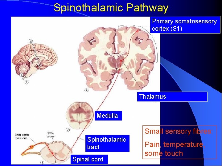 Spinothalamic Pathway Primary somatosensory cortex (S 1) Thalamus Medulla Small sensory fibres: Spinothalamic tract