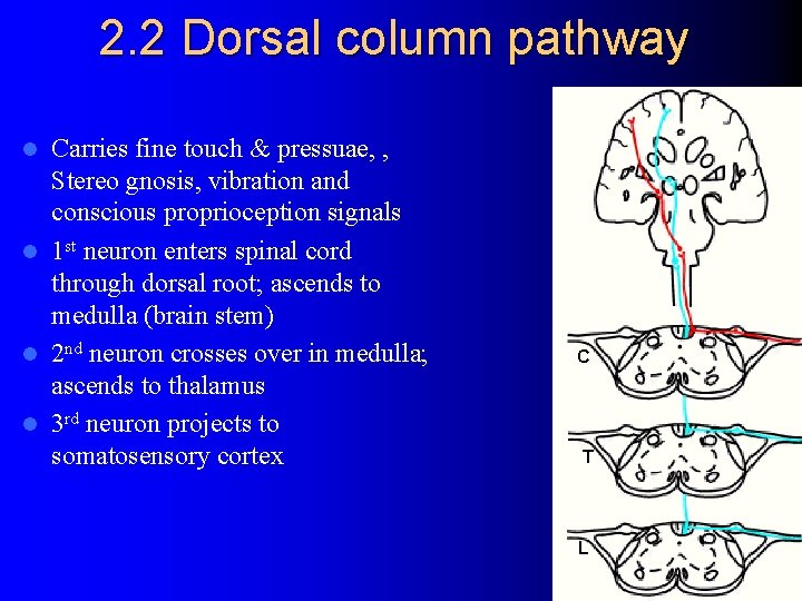 2. 2 Dorsal column pathway Carries fine touch & pressuae, , Stereo gnosis, vibration
