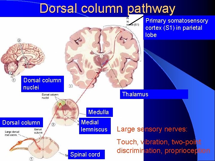 Dorsal column pathway Primary somatosensory cortex (S 1) in parietal lobe Dorsal column nuclei