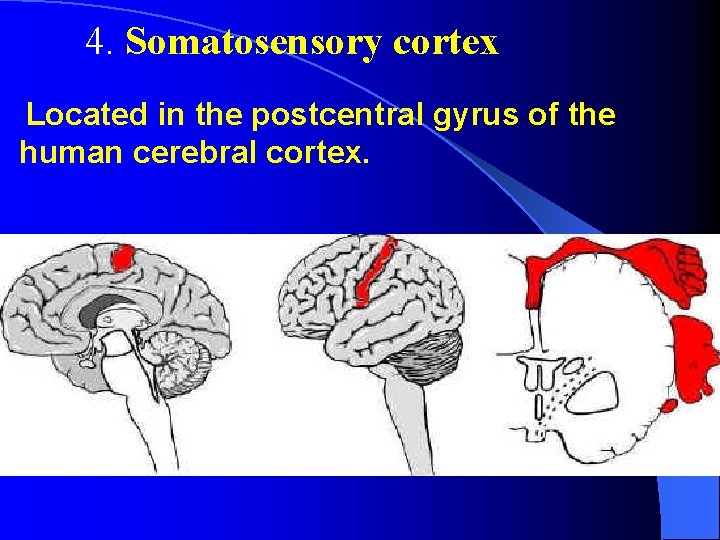 4. Somatosensory cortex Located in the postcentral gyrus of the human cerebral cortex. 