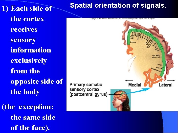 1) Each side of the cortex receives sensory information exclusively from the opposite side