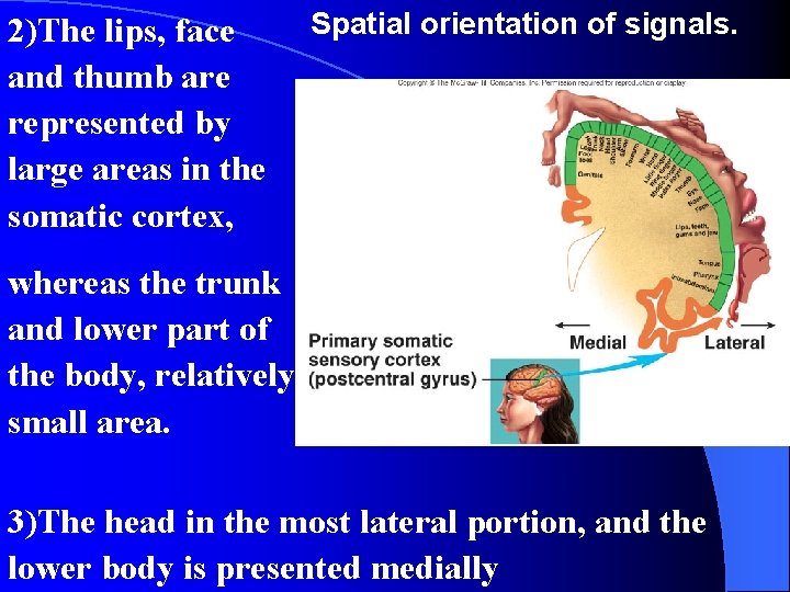 2)The lips, face and thumb are represented by large areas in the somatic cortex,