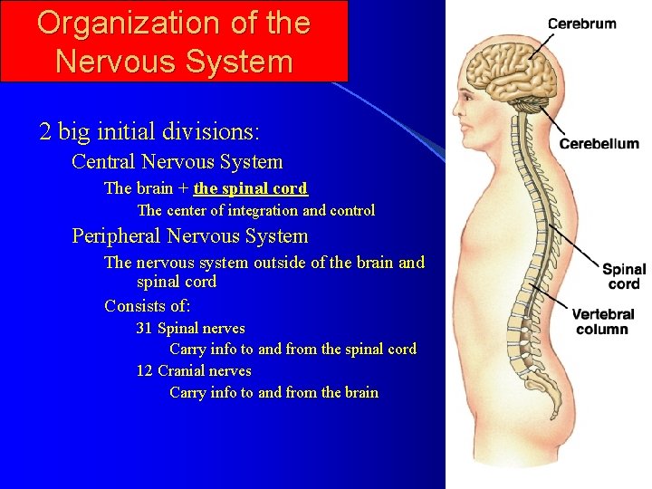 Organization of the Nervous System 2 big initial divisions: Central Nervous System The brain