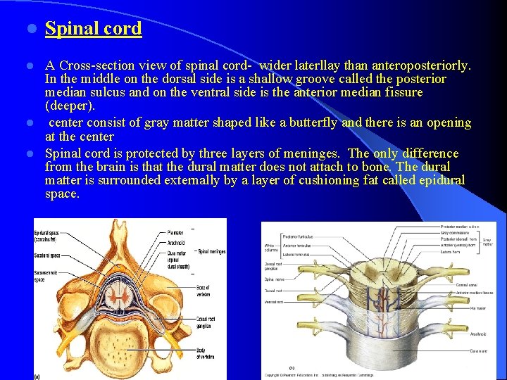 l Spinal cord A Cross-section view of spinal cord- wider laterllay than anteroposteriorly. In