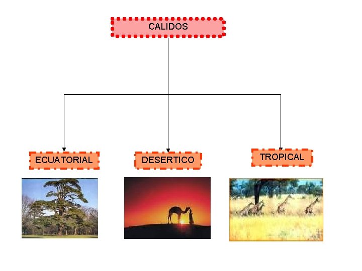 CALIDOS ECUATORIAL DESERTICO TROPICAL 