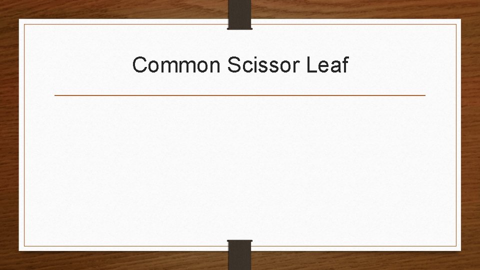 Common Scissor Leaf 