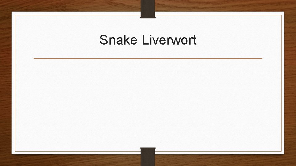 Snake Liverwort 