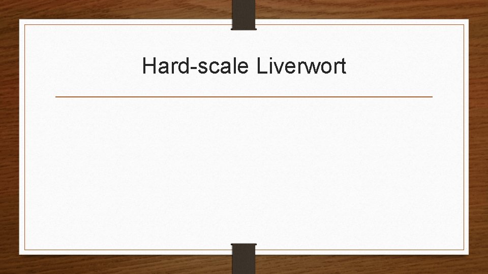 Hard-scale Liverwort 