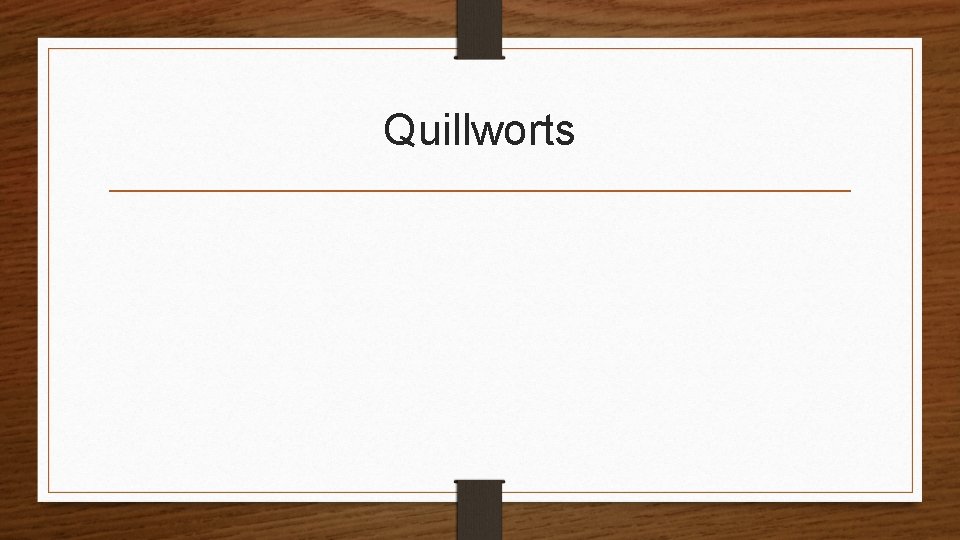 Quillworts 