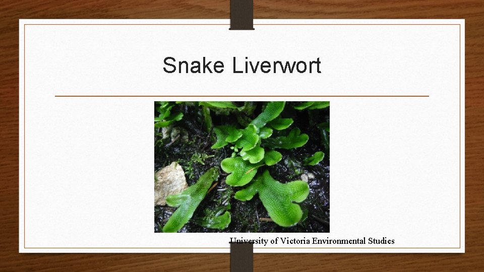 Snake Liverwort University of Victoria Environmental Studies 