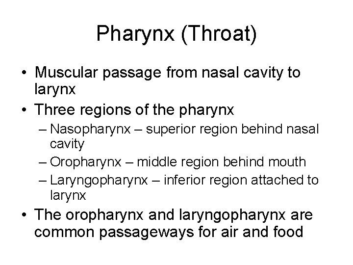 Pharynx (Throat) • Muscular passage from nasal cavity to larynx • Three regions of