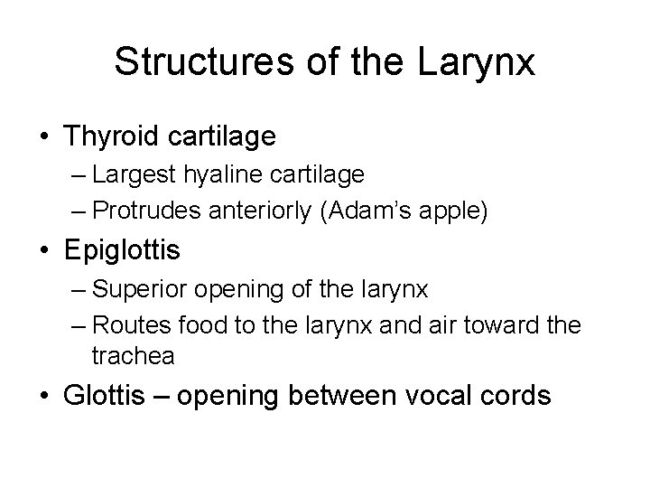Structures of the Larynx • Thyroid cartilage – Largest hyaline cartilage – Protrudes anteriorly