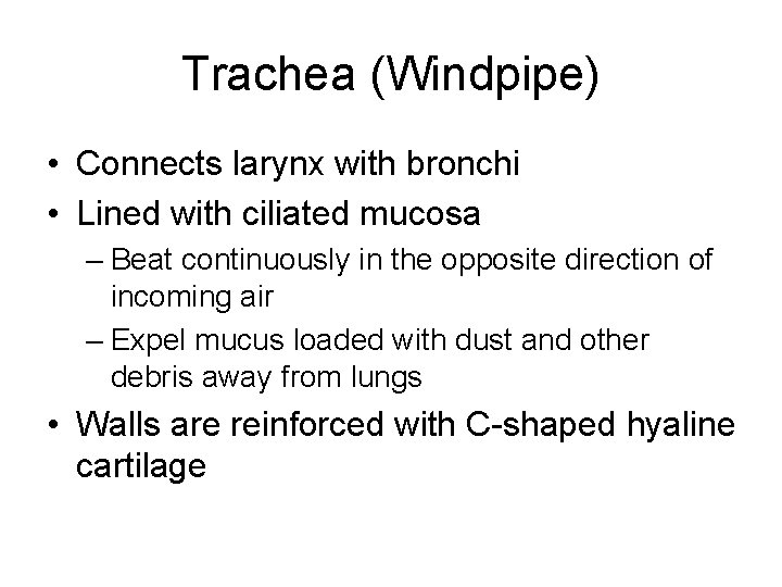 Trachea (Windpipe) • Connects larynx with bronchi • Lined with ciliated mucosa – Beat