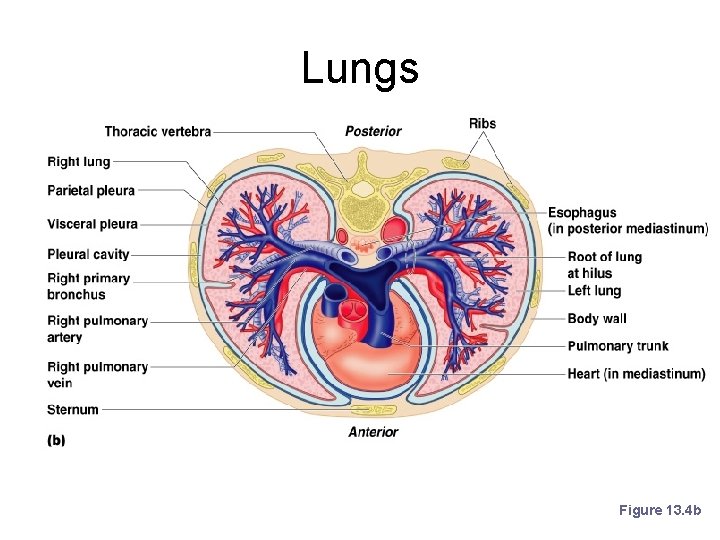 Lungs Figure 13. 4 b 