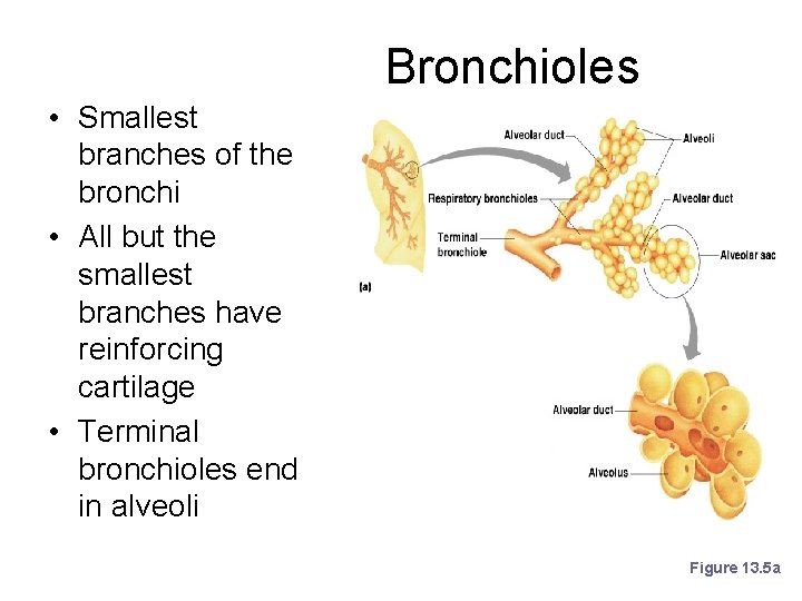 Bronchioles • Smallest branches of the bronchi • All but the smallest branches have