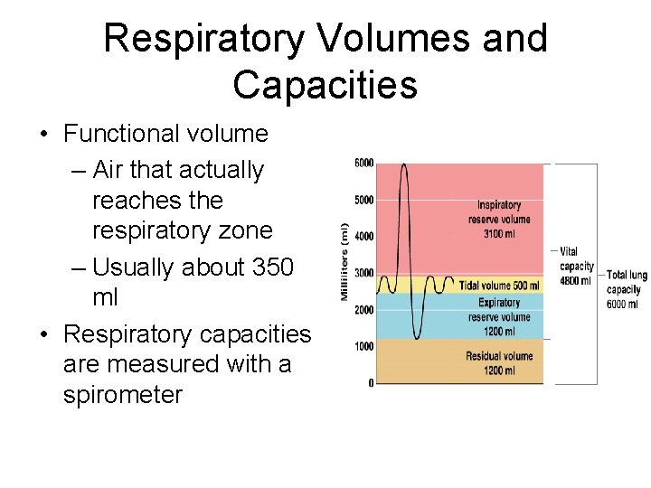 Respiratory Volumes and Capacities • Functional volume – Air that actually reaches the respiratory