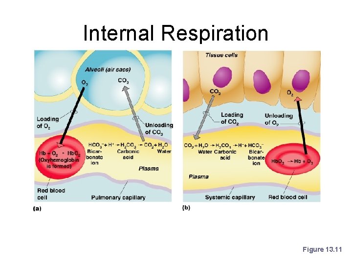 Internal Respiration Figure 13. 11 