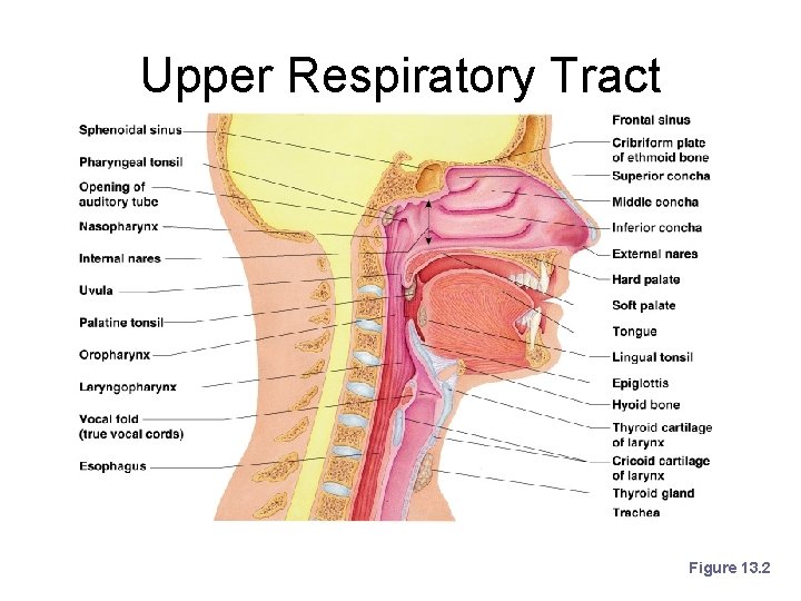 Upper Respiratory Tract Figure 13. 2 
