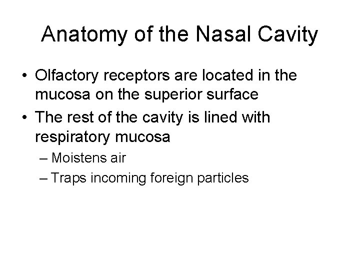 Anatomy of the Nasal Cavity • Olfactory receptors are located in the mucosa on