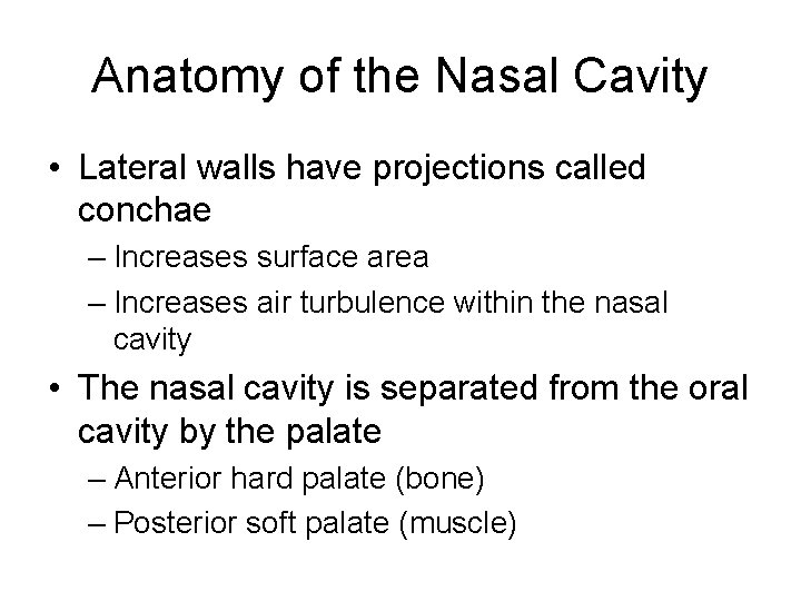 Anatomy of the Nasal Cavity • Lateral walls have projections called conchae – Increases