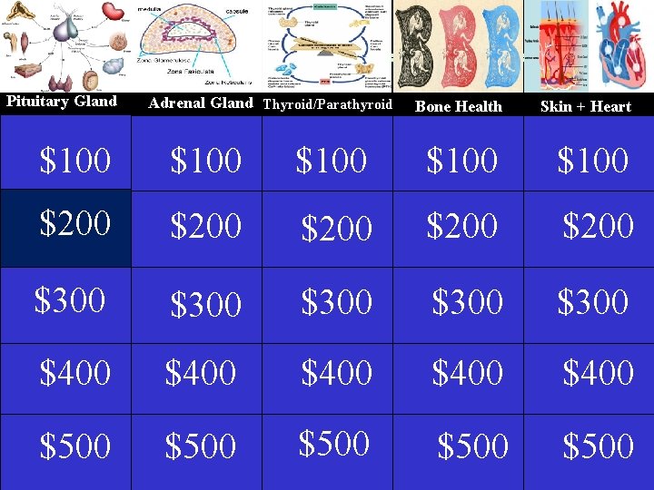 Pituitary Gland Adrenal Gland Thyroid/Parathyroid Thyrotoxicosis Bone Health Skin + Heart $100 $100 $200