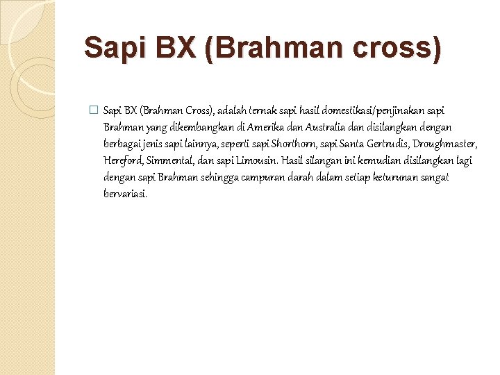 Sapi BX (Brahman cross) � Sapi BX (Brahman Cross), adalah ternak sapi hasil domestikasi/penjinakan